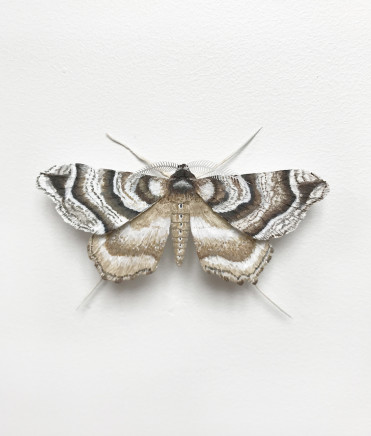 Elizabeth Thomson, Moth #5