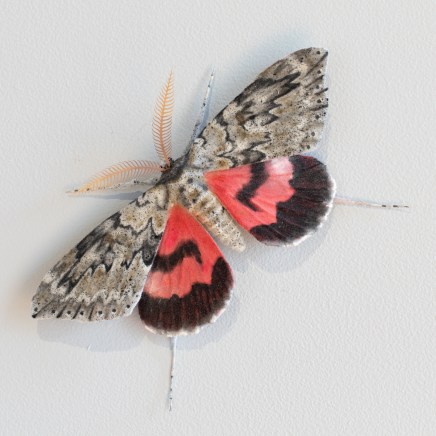 Elizabeth Thomson, Moth #50, 2025