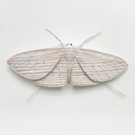 Elizabeth Thomson, Moth #6