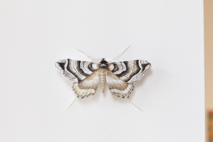 Elizabeth Thomson, Moth #5