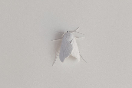 Elizabeth Thomson, Moth #8