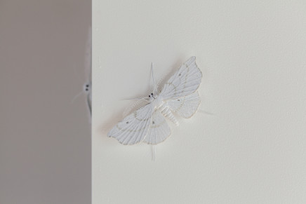 Elizabeth Thomson, Moth #7