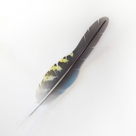 Neil Dawson, Kea Flight feather, 2022