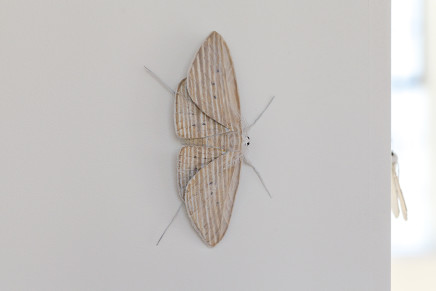 Elizabeth Thomson, Moth #6
