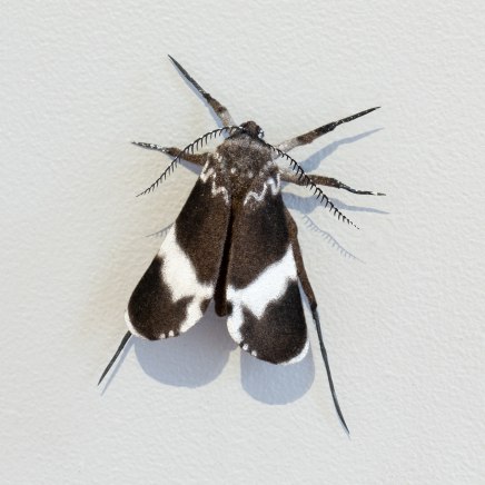 Elizabeth Thomson, Moth #43, 2025