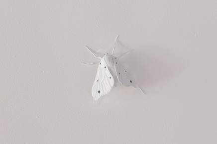 Elizabeth Thomson, Moth #2