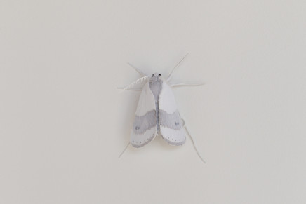 Elizabeth Thomson, Moth #4