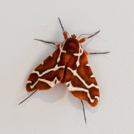 Elizabeth Thomson, Moth #51, 2025