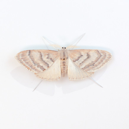 Elizabeth Thomson, Moth #3