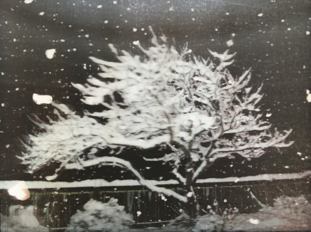 Sanjay Theodore, Untitled (Snow Tree), 2014