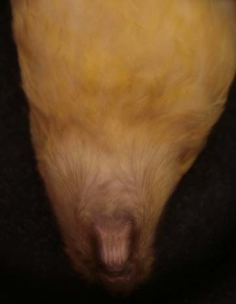 Fiona Pardington, Buller's Kakapo, 2009/10