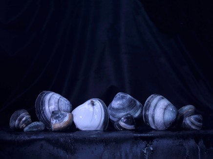 Fiona Pardington, Still Life with nine shells and dead bee, 2014