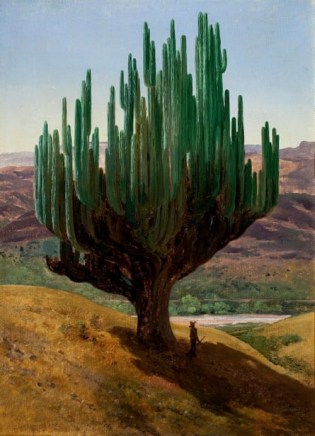 José María Velasco (1840-1912), Cardón, State of Oaxaca, 1887, oil on canvas, Museo Nacional de Arte, Mexico City