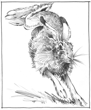 Colin See-Paynton, Wild Brown Hare III