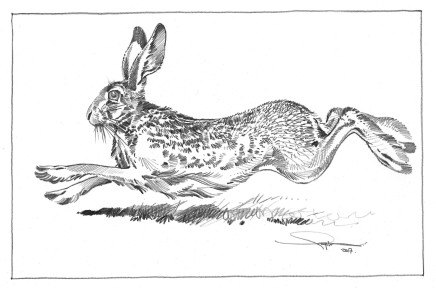 Colin See-Paynton, Running Hare III