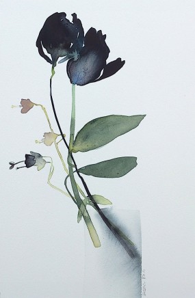 Susan Kane, Black Tulips