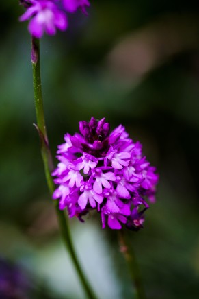 Leo Darwin Vogel Pyramid Orchid, Uk Photograph on gloss paper Sony A7 with 90 mm Macro lens Edition of 30 29.7 x 21 cm