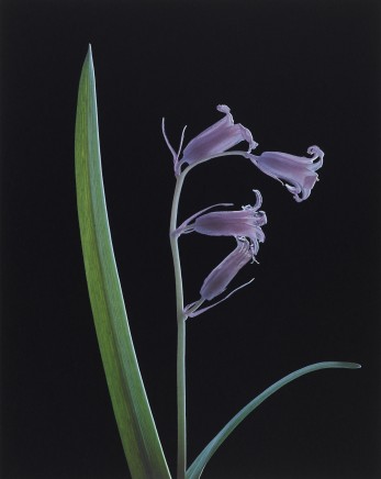Susan Derges, Blue Bell (Flower) No 1, 2000