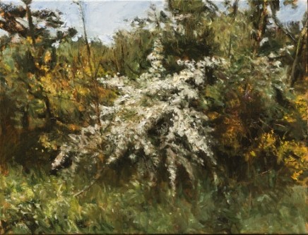 Fred Schley Blossom near Rosmalen