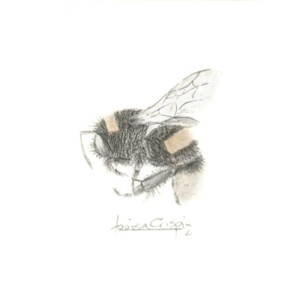 Golden Bees, Flame Bees & Honey Bees SOLD