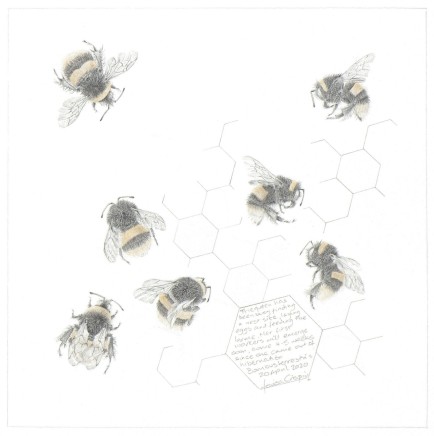 Study of Bumble bee SOLD