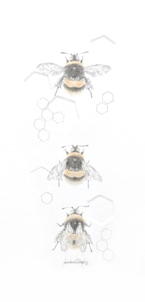 Louisa Crispin, Buff Tailed Bumble Bee