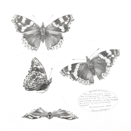 Louisa Crispin, Study of a Red Admiral Butterfly