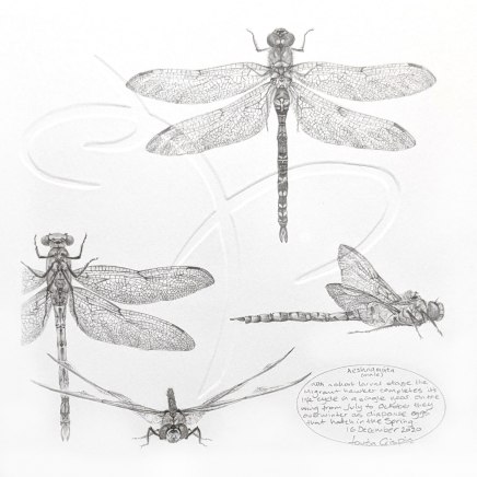 Louisa Crispin, Study of a Dragonfly - Migrant Hawker