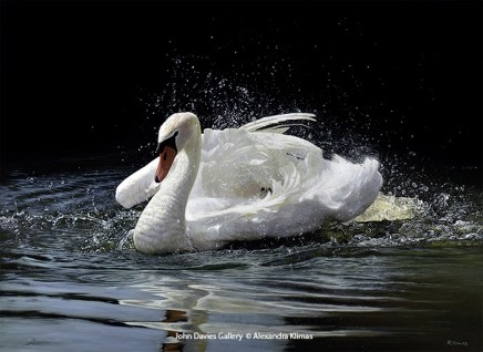Alexandra Klimas, Beauty the Mute Swan