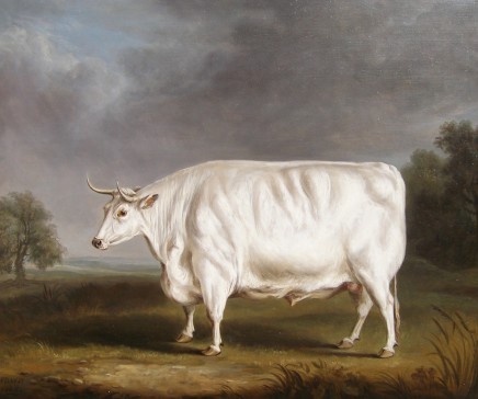 William Henry Davis, Chillingham bull in a field