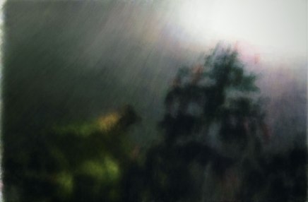 康海涛 KANG Haitao 紫薇花 Crape Myrtle, 2015-2023