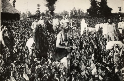 Antoin Sevruguin, Tobacco plantation in Rasht, Gilan, Early 20th Century
