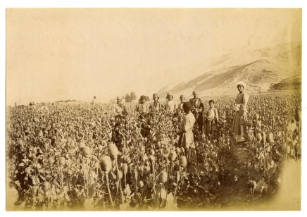Antoin Sevruguin, An opium poppy field in Isfahan, Late 19th Century