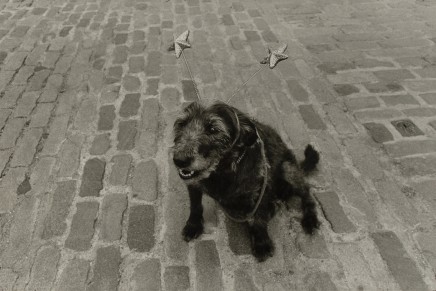 Jill Freedman, Space Cadet (A dog wearing deely bobbers in Covent Garden, London), 1982