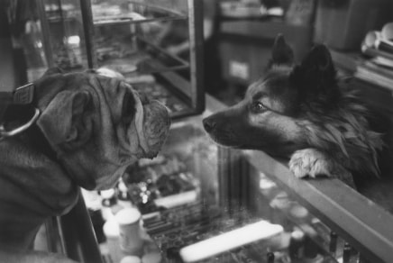 JIll Freedman, Untitled [Dog meets dog over counter], 1986