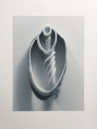 Peter Peryer, Shell Study, 2017