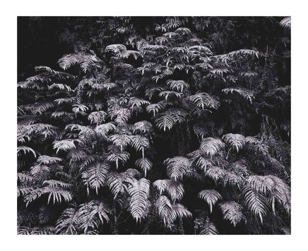 Andrew Drummond, Ferns, 3/3, 2006