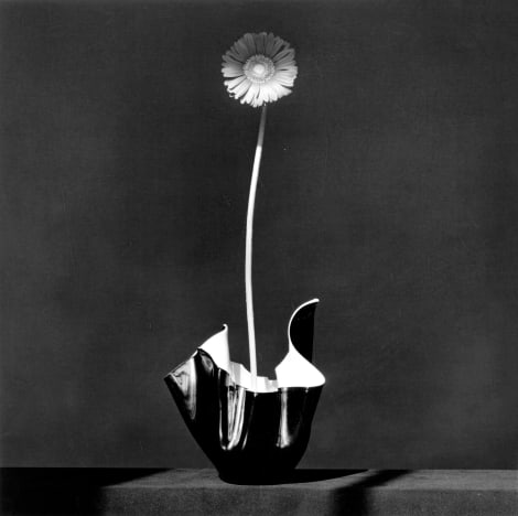 Robert Mapplethorpe – Cultura Fotográfica