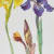 Elizabeth Blackadder