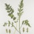 Elizabeth Blackadder