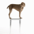 William Wegman