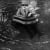 Jacques Henri Lartigue