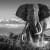 David Yarrow