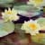 Brenda Swenson