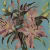 Catherine Lily Mearns