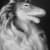 black and white charcoal drawing of a dog with long hair