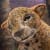 Susan Aaron Taylor- Amur Leopard Sculpture