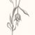 Devra Fox - Graphite Drawing of flower with long curvy stems.