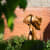 TREE OF LIFE: Helaine Blumenfeld OBE at Gainsborough's House Museum