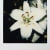 Nobuyoshi Araki